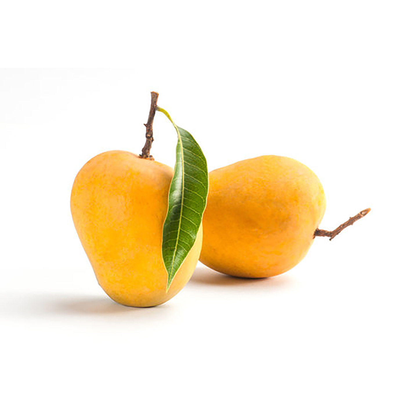 Mango (Mangifera indica)